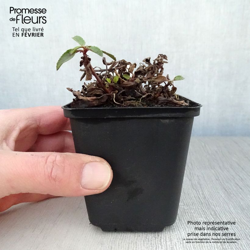 Amostra de Veronica spicata Barcarolle - Véronique en épi Barcarolle Vaso de 8/9 cm tal como entregue no inverno