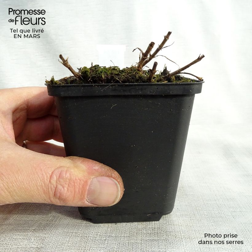 Amostra de Veronica spicata Barcarolle Vaso de 8/9 cm tal como entregue na primavera