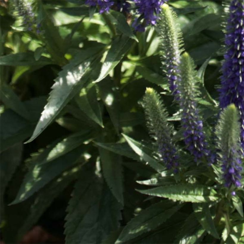 Veronica spicata Blue Candles (Folhagem)