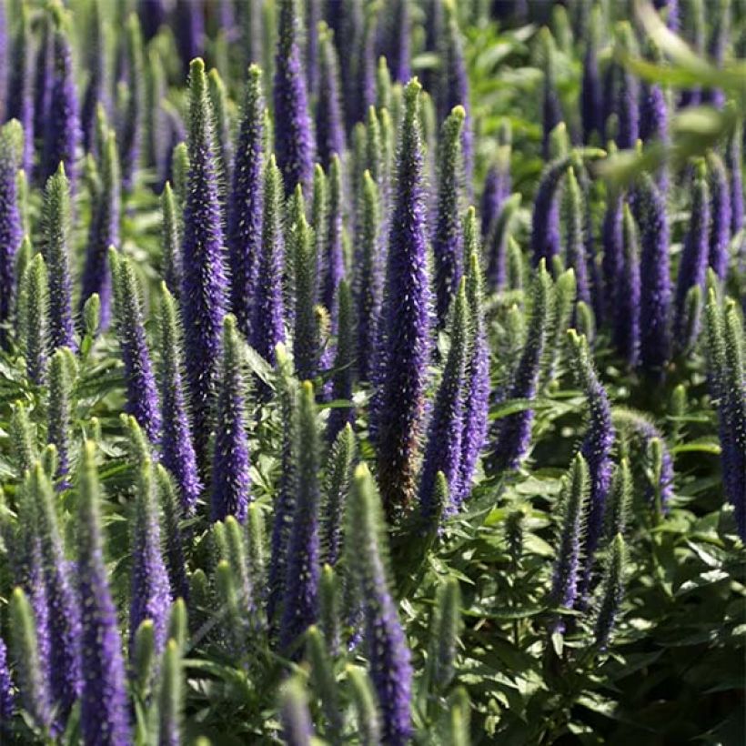 Veronica spicata Blue Candles (Floração)