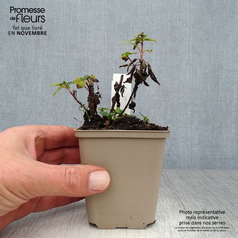 Amostra de Veronica spicata Blue Candles - Véronique en épis Godet de 8/9 cm tal como entregue no outono