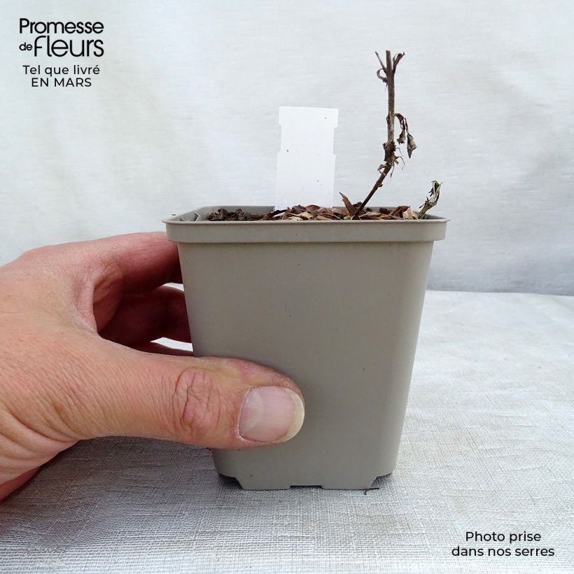 Amostra de Veronica spicata Bubblegum Candles Vaso de 8/9 cm tal como entregue na primavera