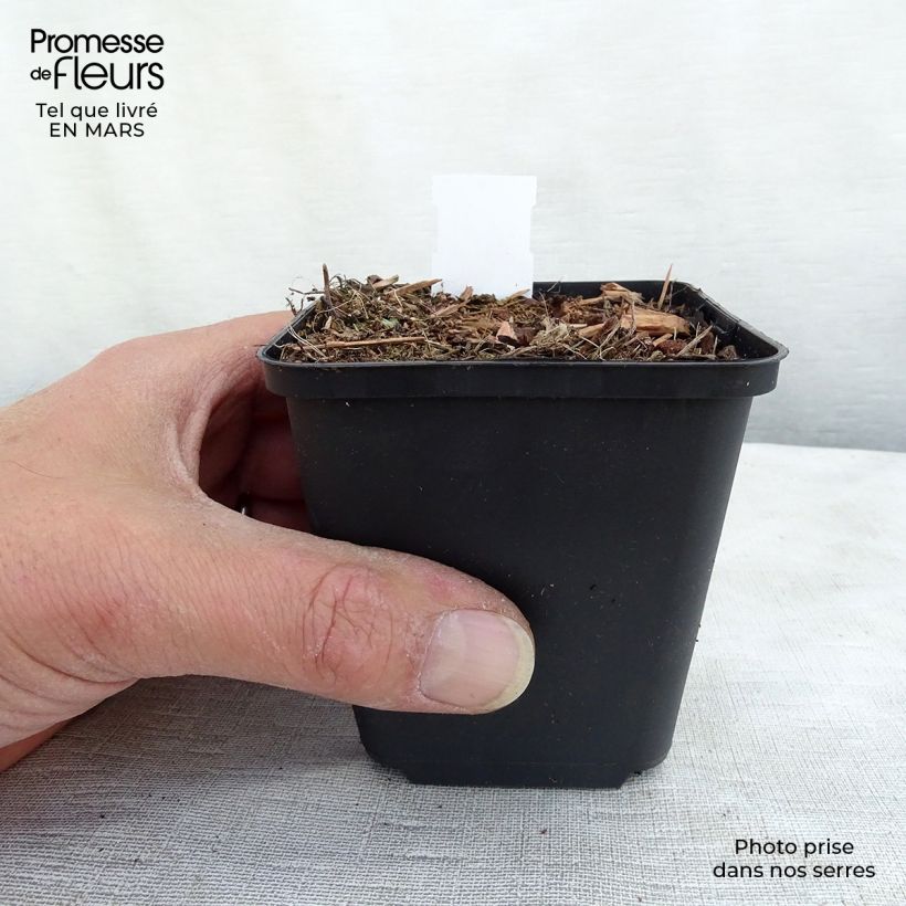 Amostra de Veronica spicata Erika - Véronique en épis Erika Vaso de 8/9 cm tal como entregue no inverno