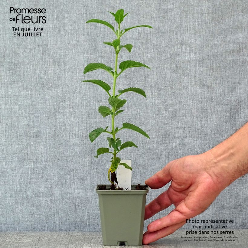 Amostra de Veronica spicata First Love Vaso de 8/9 cm tal como entregue no verão
