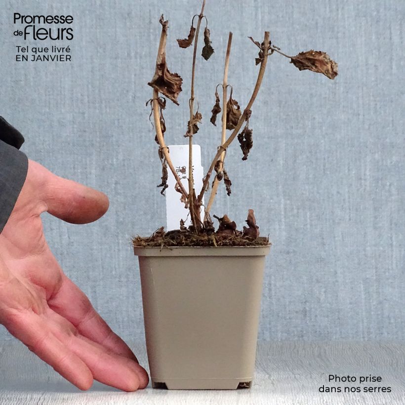 Amostra de Veronica spicata First Love Vaso de 8/9 cm tal como entregue no inverno