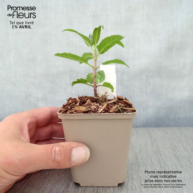 Amostra de Veronica spicata First Love Vaso de 8/9 cm tal como entregue na primavera