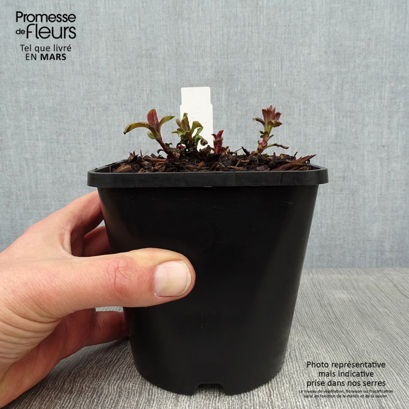 Amostra de Veronica spicata First Love Vaso de 1,5 L/2 L tal como entregue no inverno