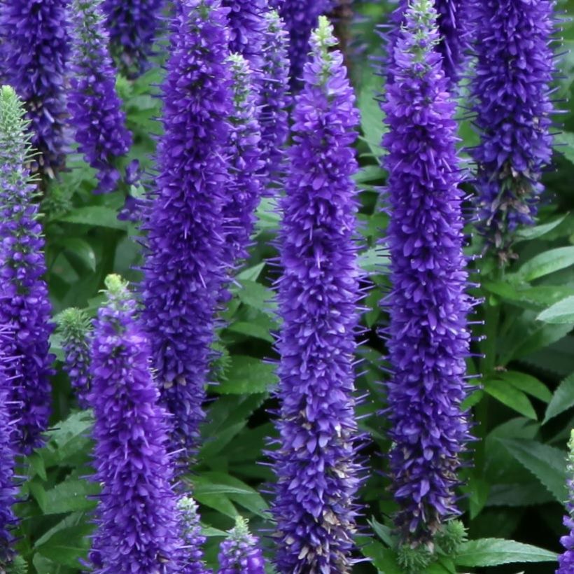 Veronica spicata Royal Candles (Floração)