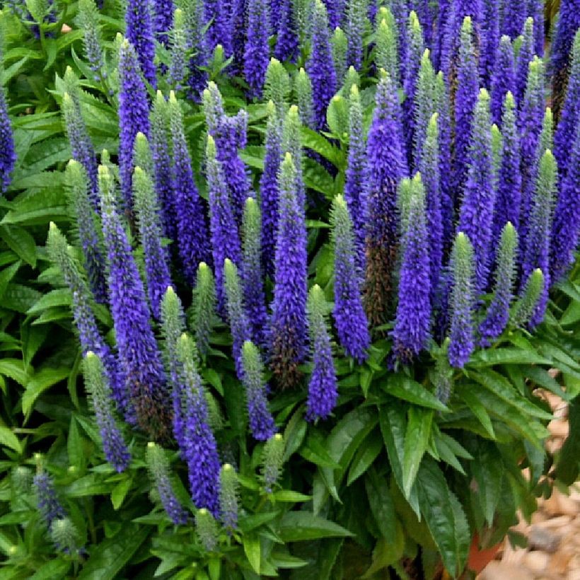 Veronica spicata Royal Candles (Hábito)