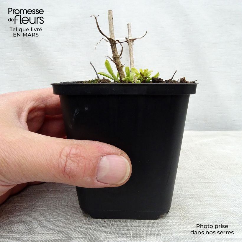 Amostra de Veronica spicata Icicle Vaso de 8/9 cm tal como entregue na primavera