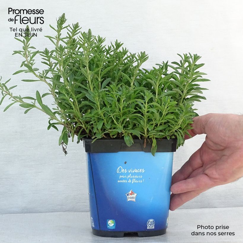 Amostra de Veronica spicata Nana Blue Vaso de 2 L/3 L tal como entregue no verão