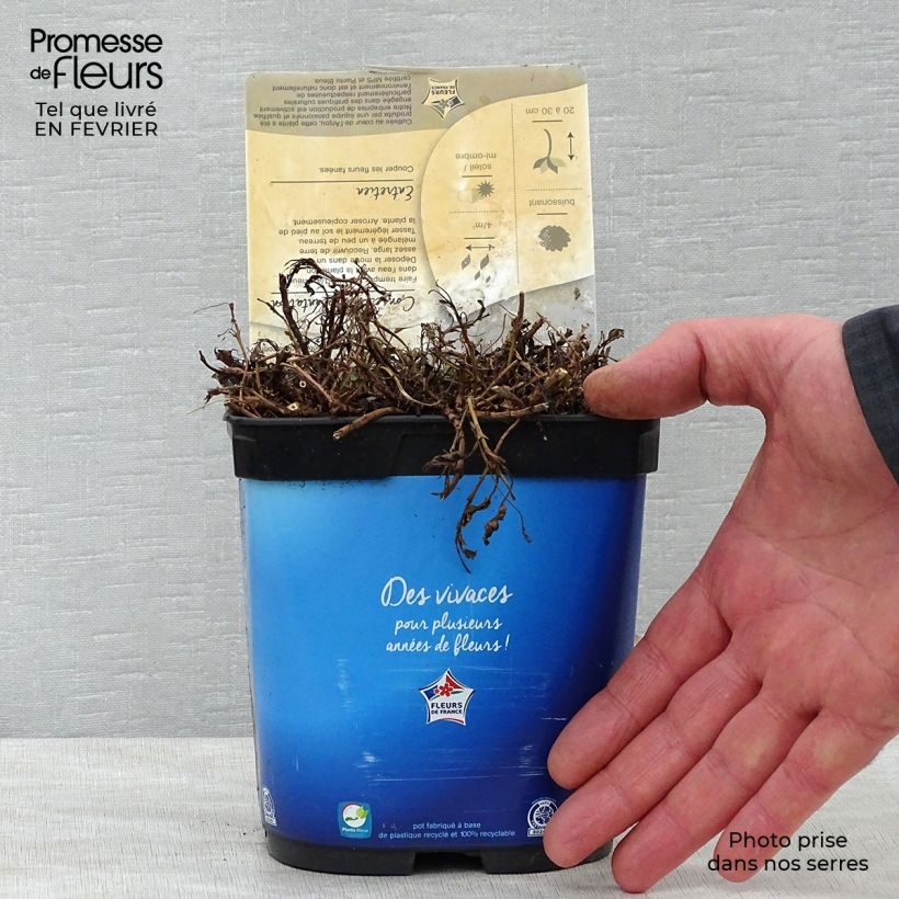 Amostra de Veronica spicata Nana Blue - Véronique en épis Vaso de 2 L/3 L tal como entregue no inverno