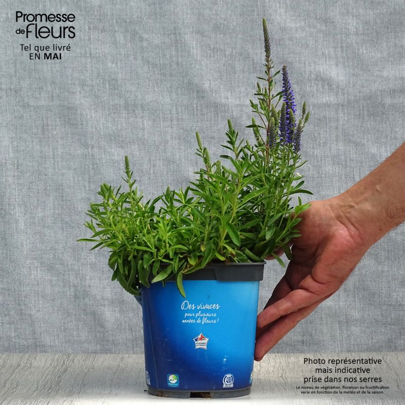 Amostra de Veronica spicata Nana Blue Vaso de 2 L/3 L tal como entregue na primavera