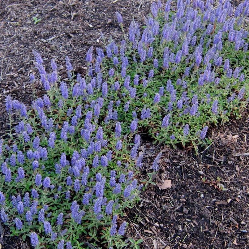 Veronica spicata Nana Blue (Floração)