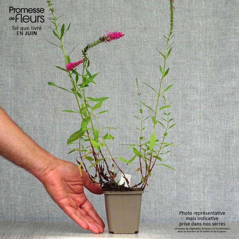 Amostra de Veronica spicata Rotfuchs Vaso de 8/9 cm tal como entregue no verão