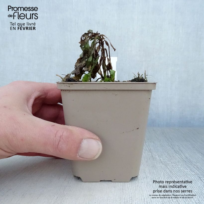 Amostra de Veronica spicata Rotfuchs - Véronique en épis Vaso de 8/9 cm tal como entregue no inverno