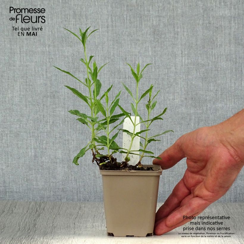 Amostra de Veronica spicata Rotfuchs Vaso de 8/9 cm tal como entregue na primavera