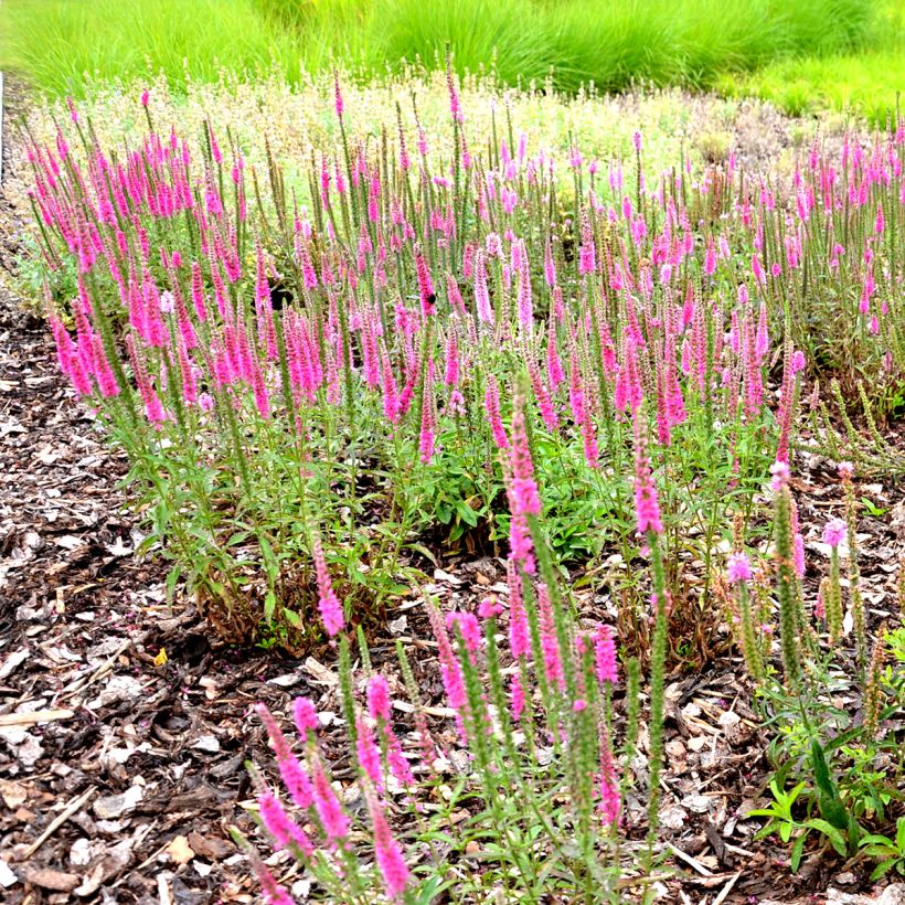 Veronica spicata Rotfuchs (Hábito)