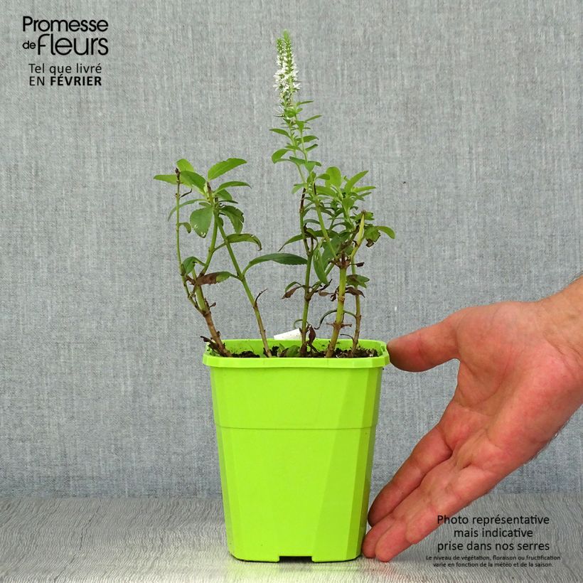Amostra de Veronica spicata Royal Candles Vaso de 8/9 cm tal como entregue no outono