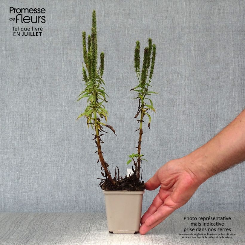 Amostra de Veronica spicata Royal Candles Vaso de 8/9 cm tal como entregue no verão