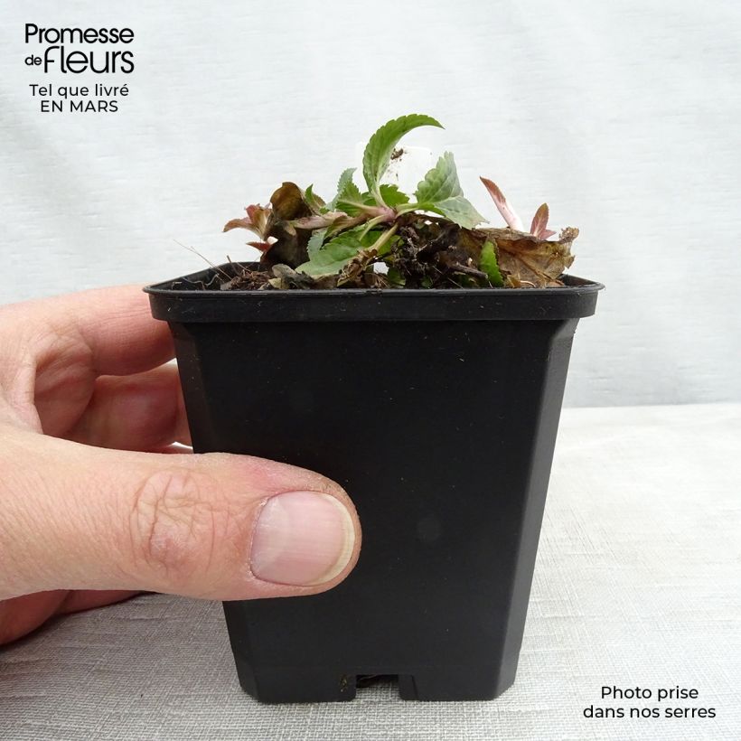 Amostra de Veronica spicata Royal Candles - Véronique en épis Vaso de 8/9 cm tal como entregue no inverno