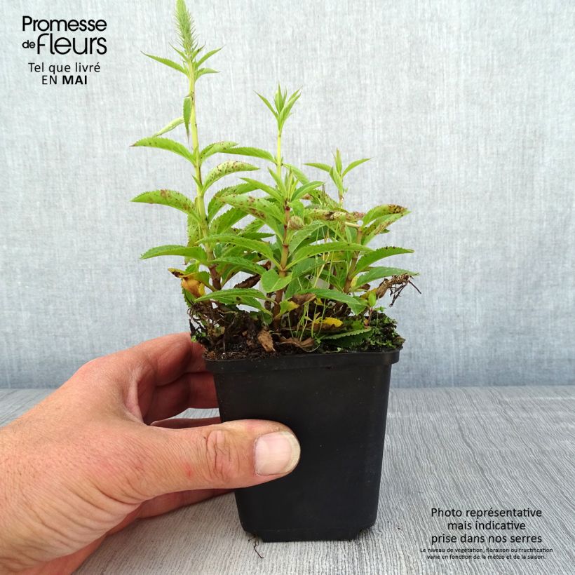 Amostra de Veronica spicata Ulster Dwarf Blue Vaso de 8/9 cm tal como entregue na primavera