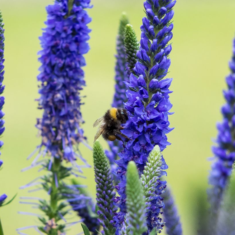 Veronica spicata Ulster Dwarf Blue (Floração)