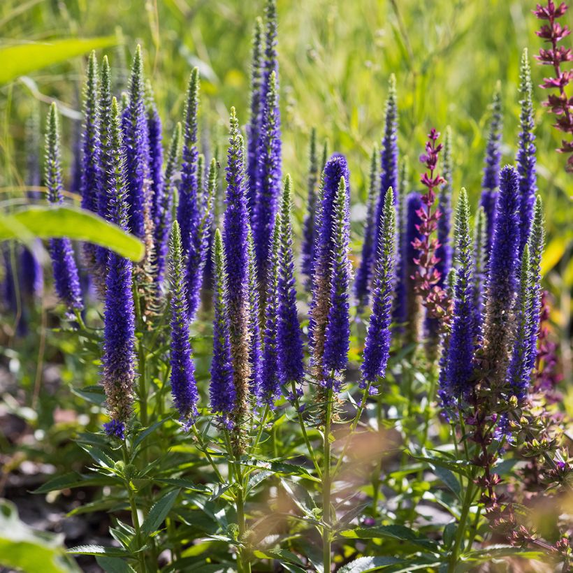 Veronica spicata Ulster Dwarf Blue (Hábito)