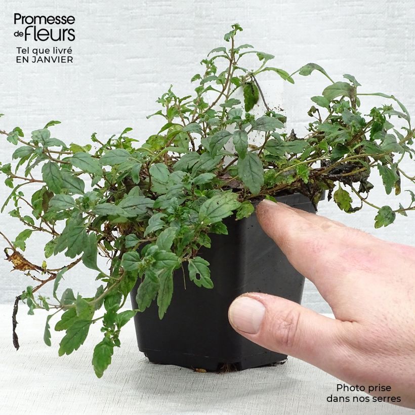 Amostra de Veronica umbrosa Georgia Blue Vaso de 8/9 cm tal como entregue no inverno