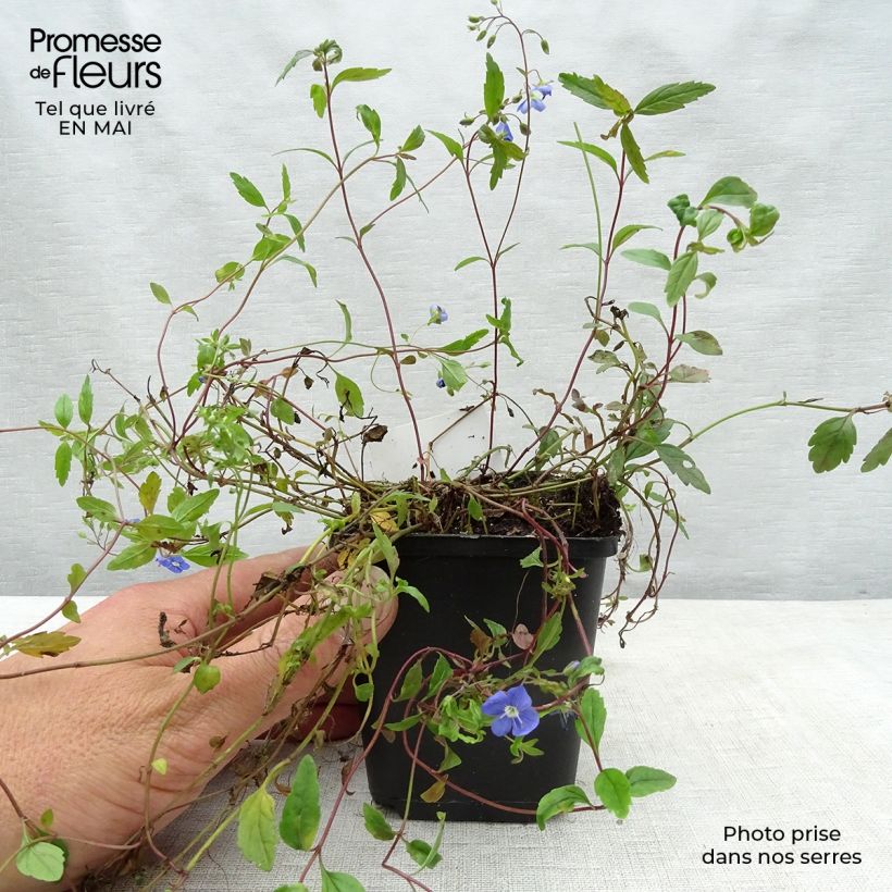 Amostra de Veronica umbrosa Georgia Blue Vaso de 8/9 cm tal como entregue na primavera