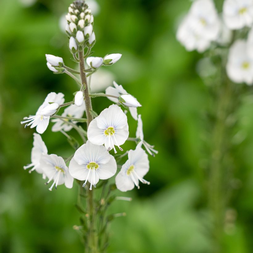 Veronica gentianoides Tissington White - Verónica-do-cáucaso (Floração)