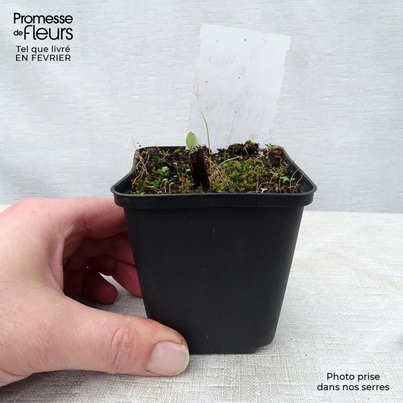 Amostra de Veronicastrum sibiricum Vaso de 8/9 cm tal como entregue no inverno