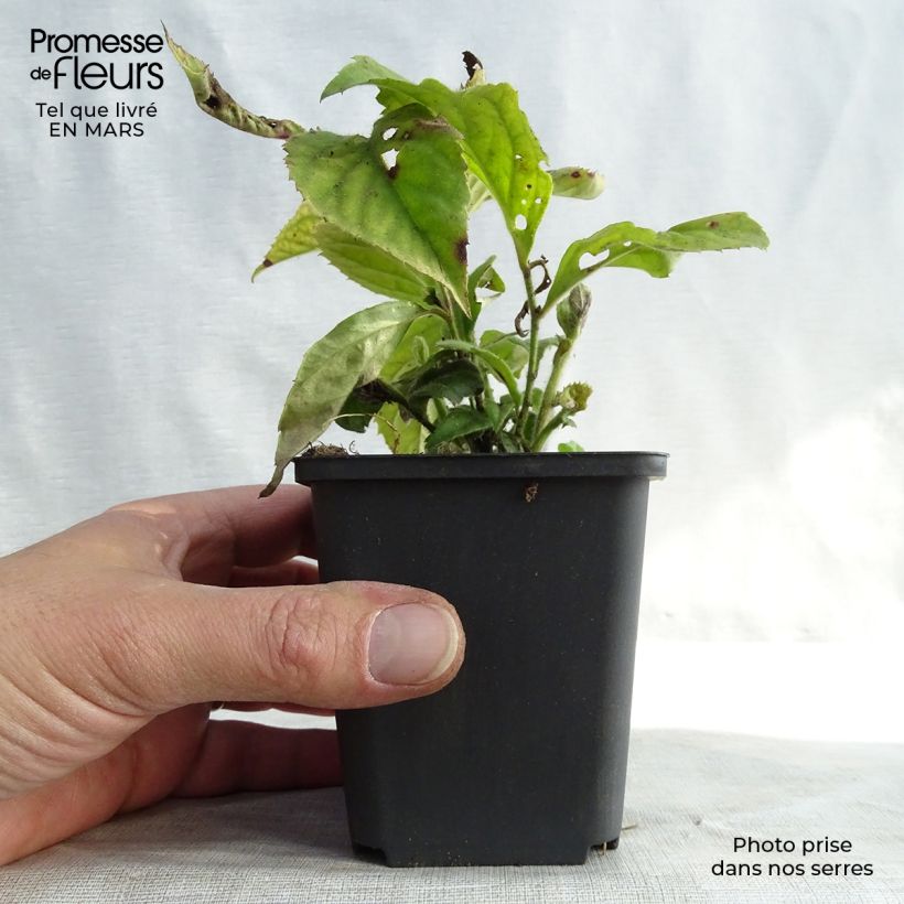 Amostra de Veronicastrum villosulum Godet de 8/9 cm tal como entregue no inverno