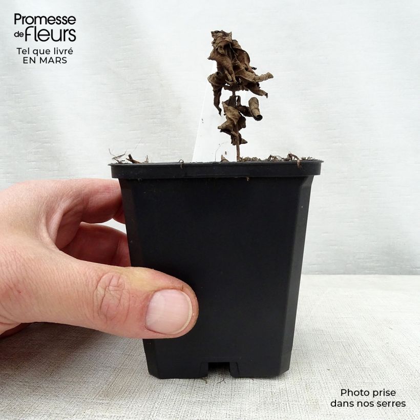 Amostra de Veronicastrum virginicum Adoration Vaso de 8/9 cm tal como entregue na primavera