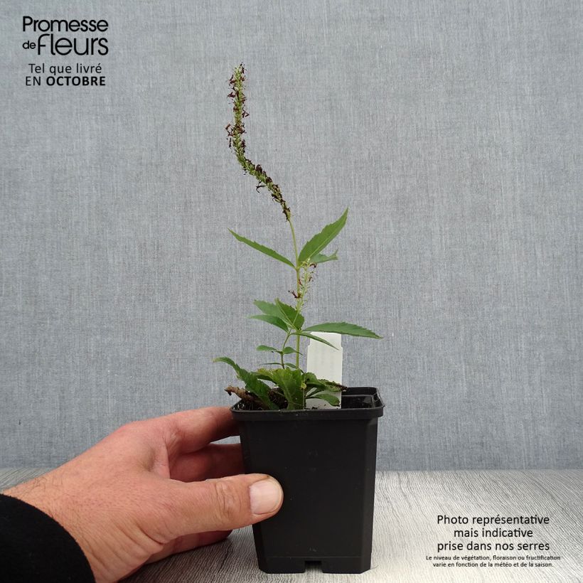 Amostra de Veronicastrum virginicum Adoration Vaso de 8/9 cm tal como entregue no outono