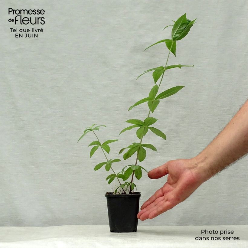 Amostra de Veronicastrum virginicum Adoration Vaso de 8/9 cm tal como entregue no verão
