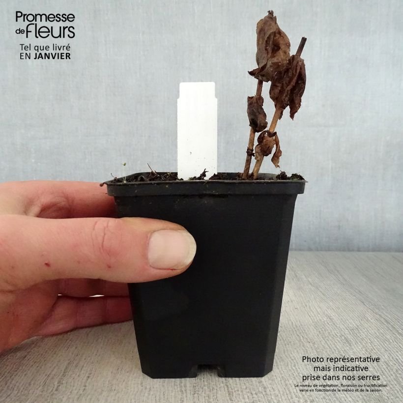 Amostra de Veronicastrum virginicum Adoration - Véronique de Virginie Vaso de 8/9 cm tal como entregue no inverno