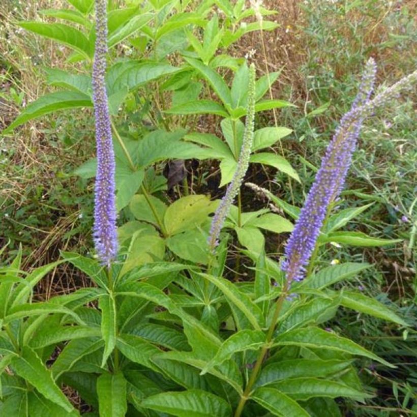 Veronicastrum virginicum Apollo (Hábito)