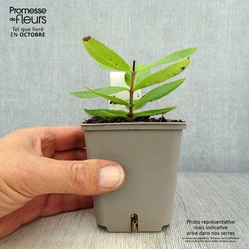 Amostra de Veronicastrum virginicum Challenger Vaso de 8/9 cm tal como entregue no outono