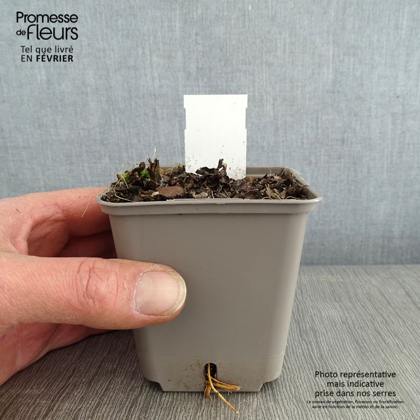 Amostra de Veronicastrum virginicum Challenger - Véronique de Virginie Godet de 8/9 cm tal como entregue no inverno