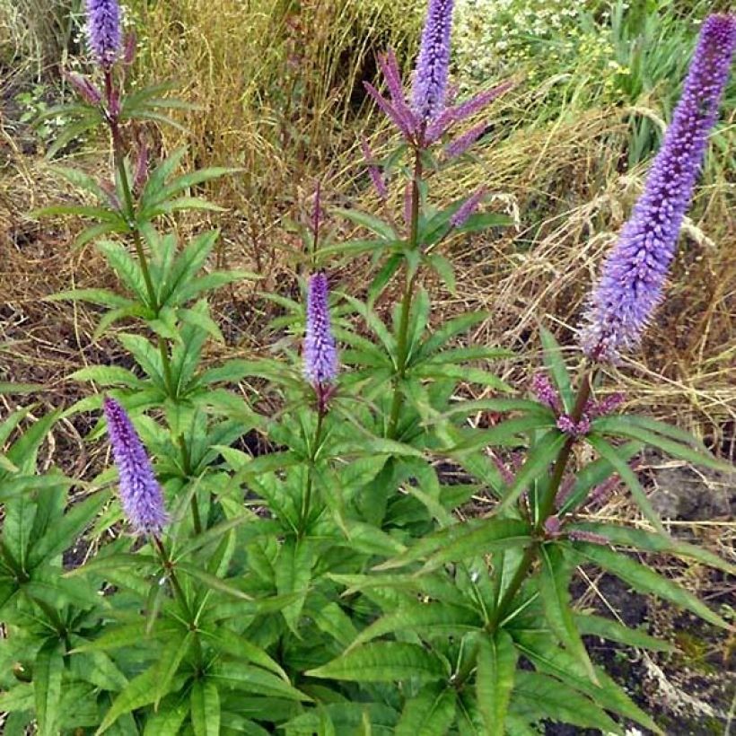 Veronicastrum virginicum Cupid (Hábito)