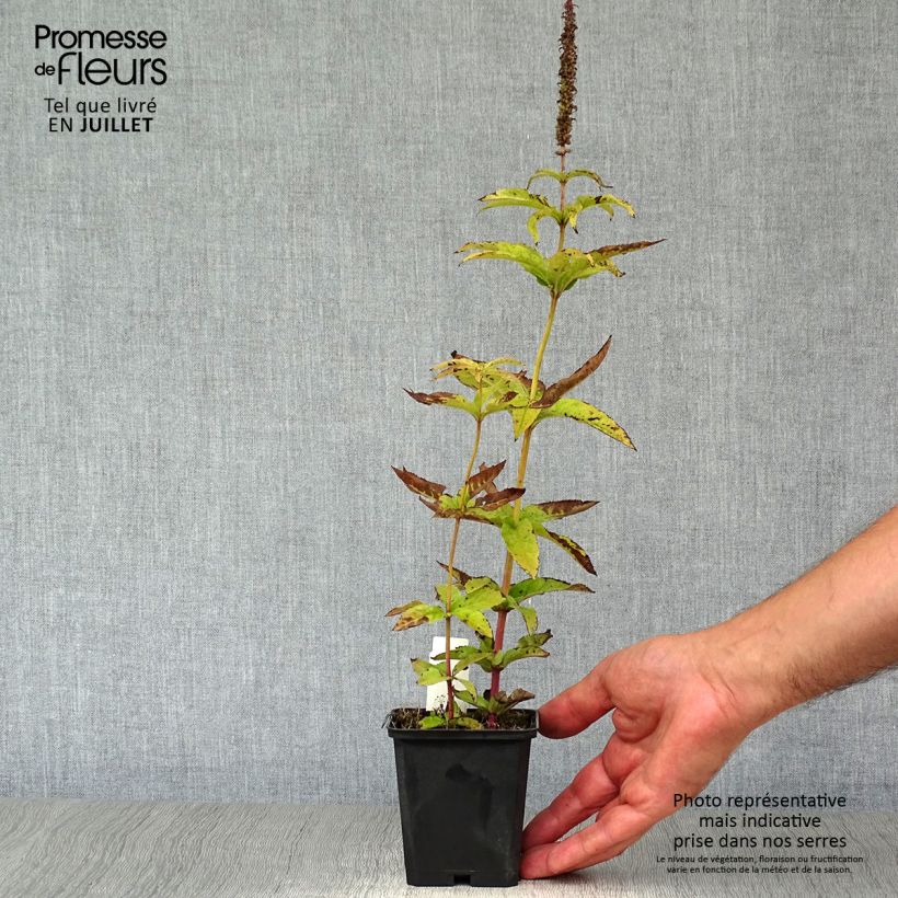 Amostra de Veronicastrum virginicum Cupid Vaso de 8/9 cm tal como entregue no verão