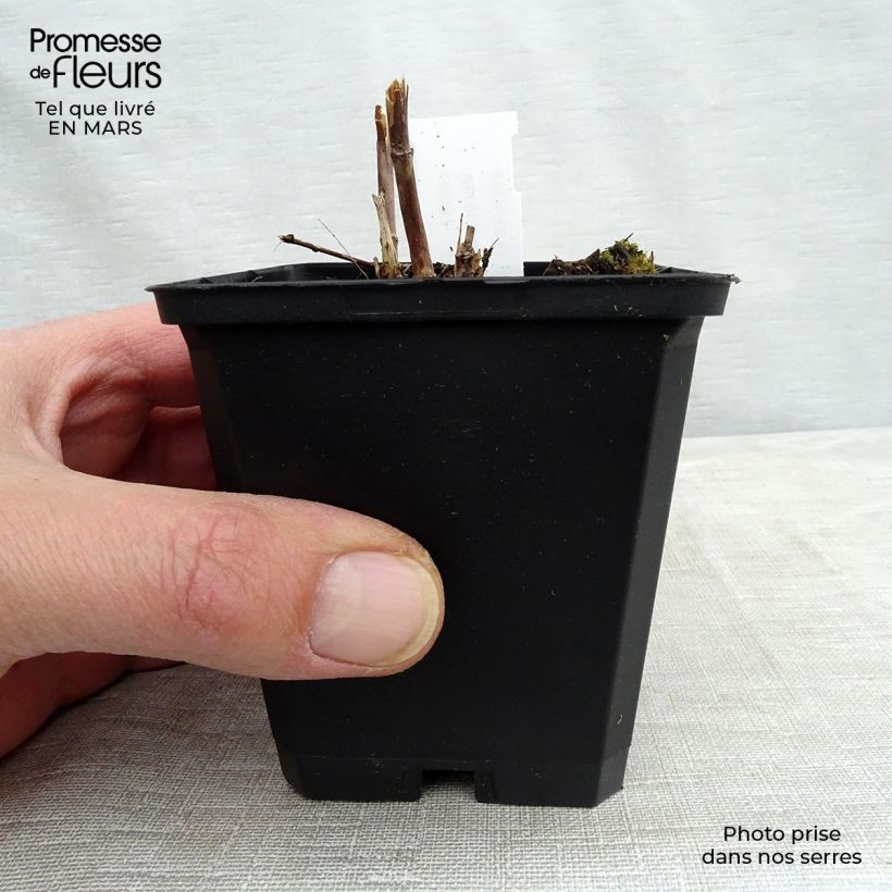 Amostra de Veronicastrum virginicum Cupid - Véronique Cupid Vaso de 8/9 cm tal como entregue no inverno