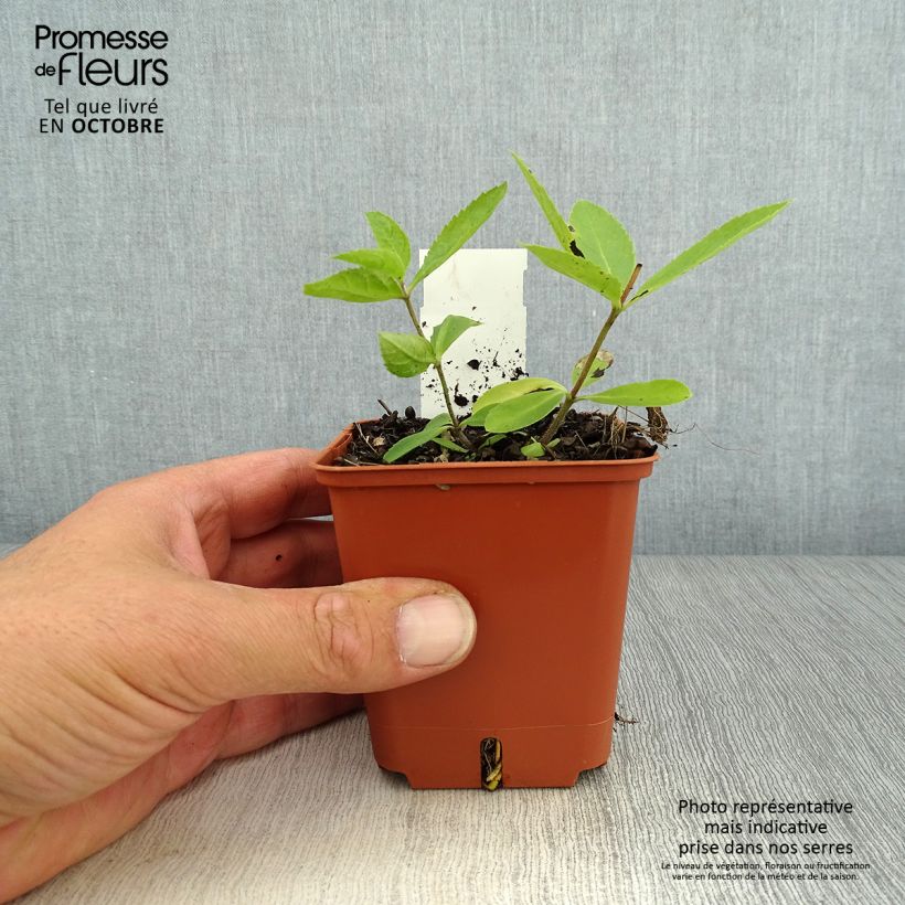 Amostra de Veronicastrum virginicum Diana Vaso de 8/9 cm tal como entregue no outono