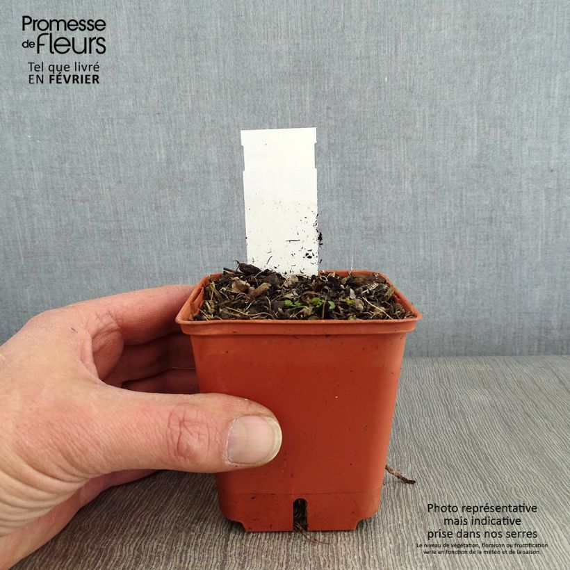 Amostra de Veronicastrum virginicum Diana Vaso de 8/9 cm tal como entregue no inverno