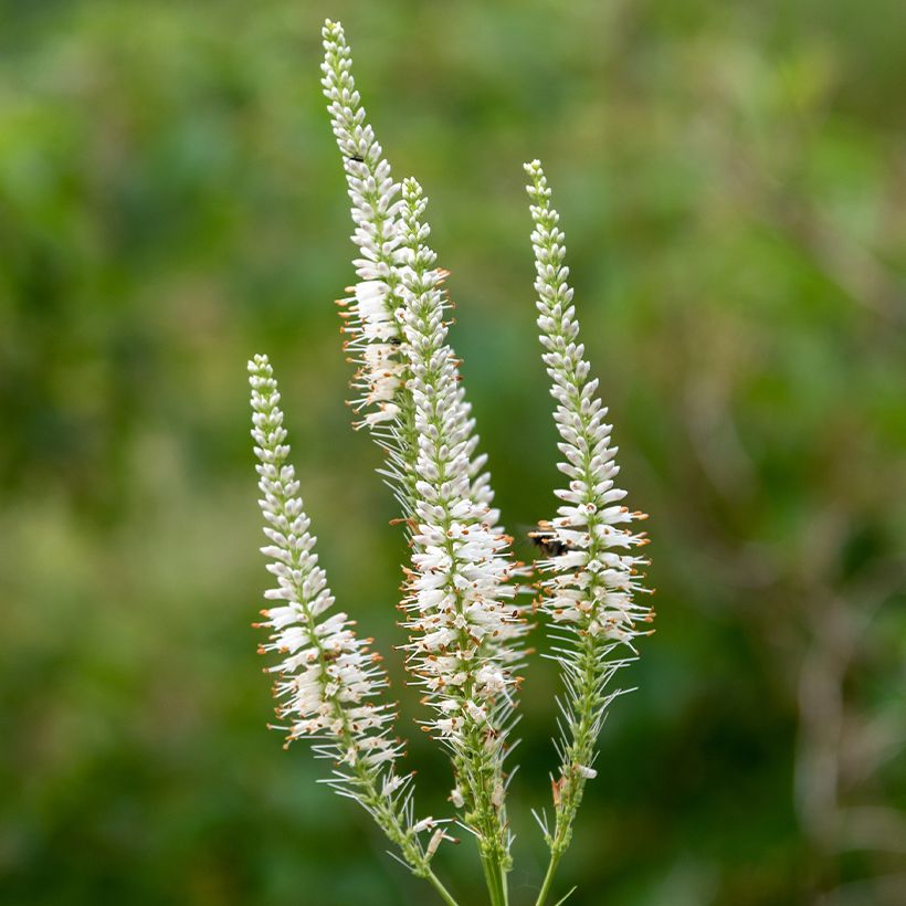 Veronicastrum virginicum Diana (Floração)