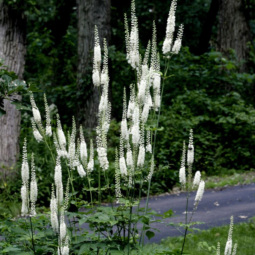 Veronicastrum virginicum Diana (Hábito)
