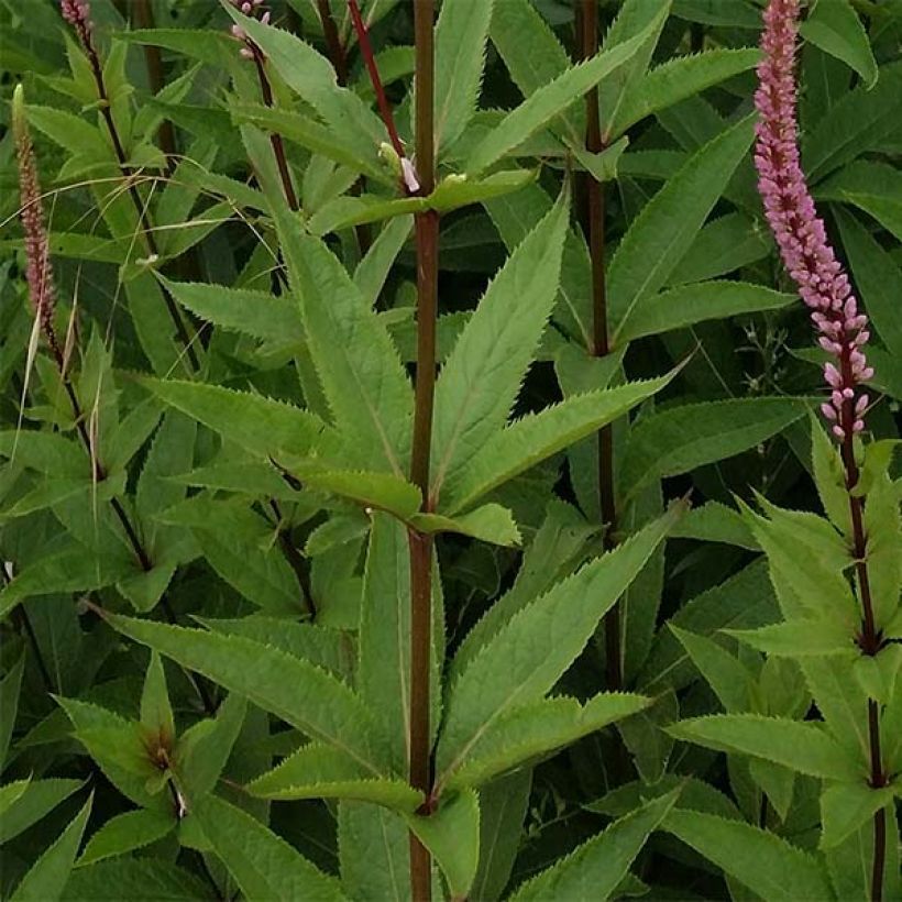 Veronicastrum virginicum Erika (Folhagem)