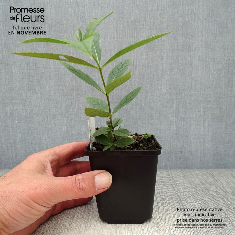 Amostra de Veronicastrum virginicum Fascination Vaso de 8/9 cm tal como entregue no outono