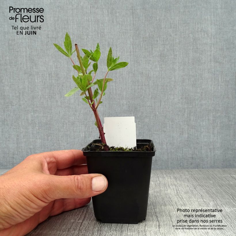 Amostra de Veronicastrum virginicum Fascination Vaso de 8/9 cm tal como entregue no verão